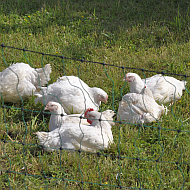Masthähnchen